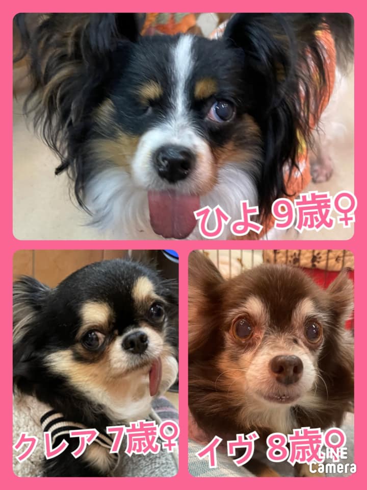 🐾今日の里親様募集中ワンコ🐶メンバーです🐾2021,2,16